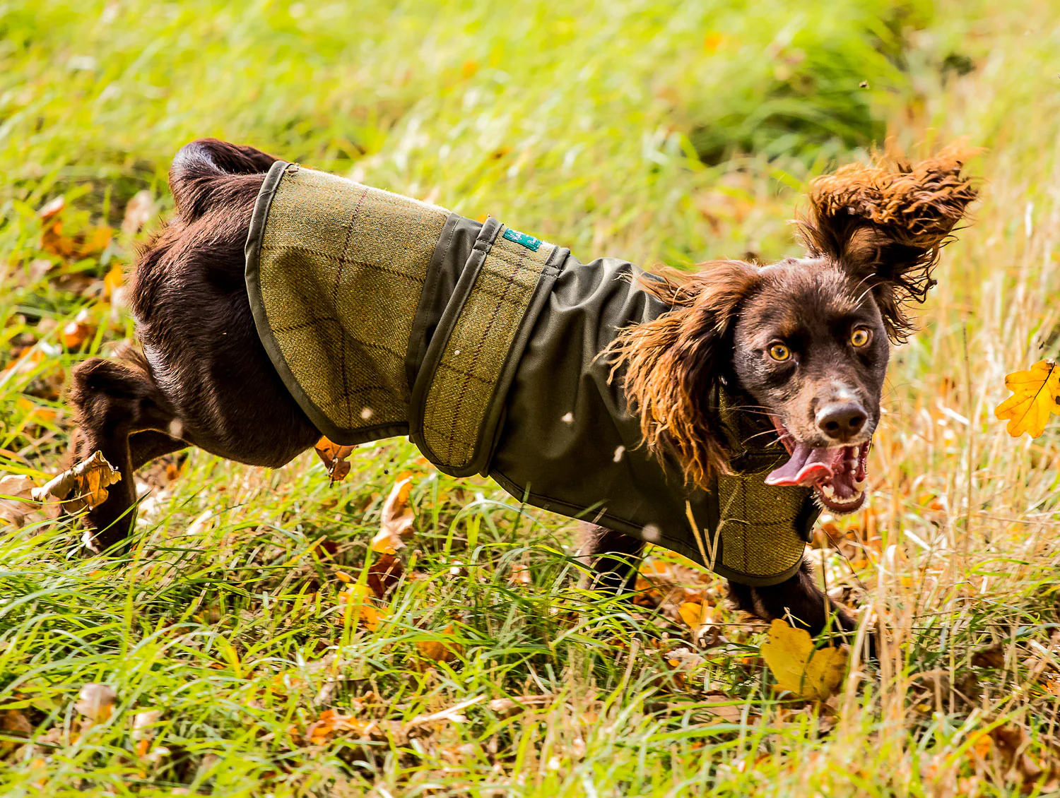 Alan Paine Tweed Dog Coat - Image 5