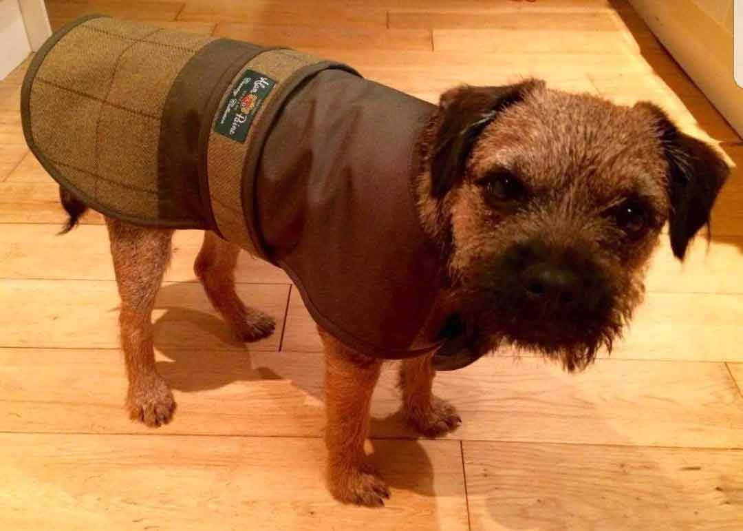 Alan Paine Tweed Dog Coat - Image 6