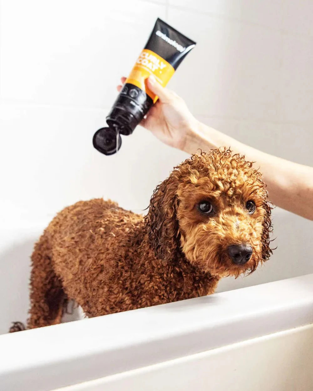 Animology Curly Coat Dog Shampoo 250ml - Image 2