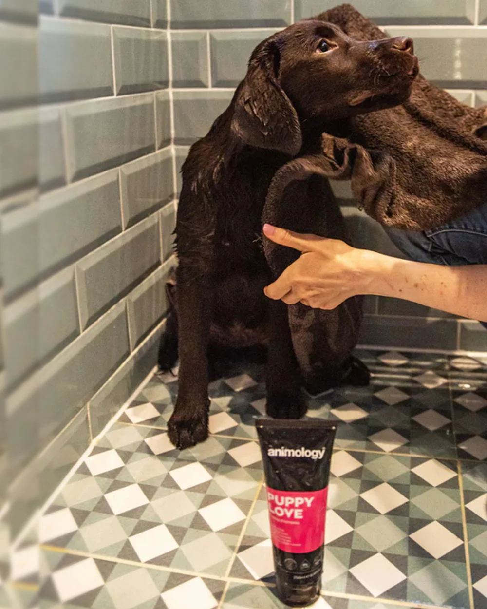 Animology Puppy Love Shampoo 250ml - Image 2
