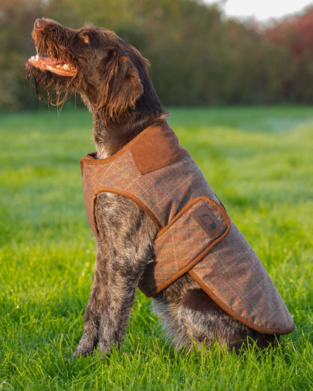 Baleno Bobby Printed Tweed Dog Coat - Image 2