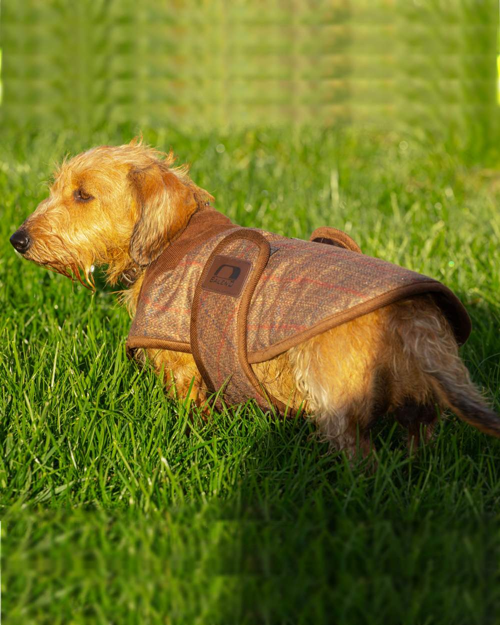 Baleno Bobby Printed Tweed Dog Coat - Image 3
