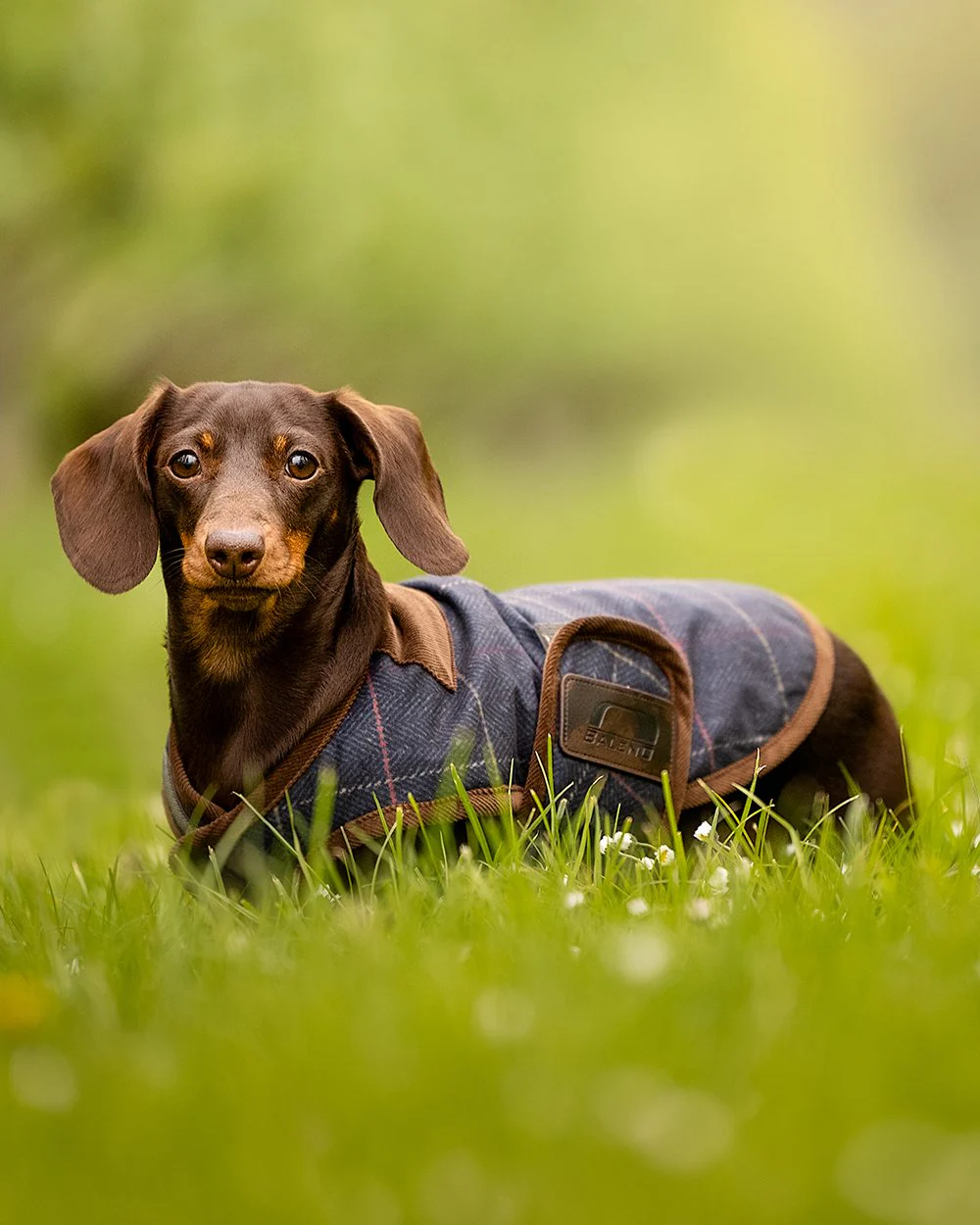 Baleno Bobby Printed Tweed Dog Coat - Image 6
