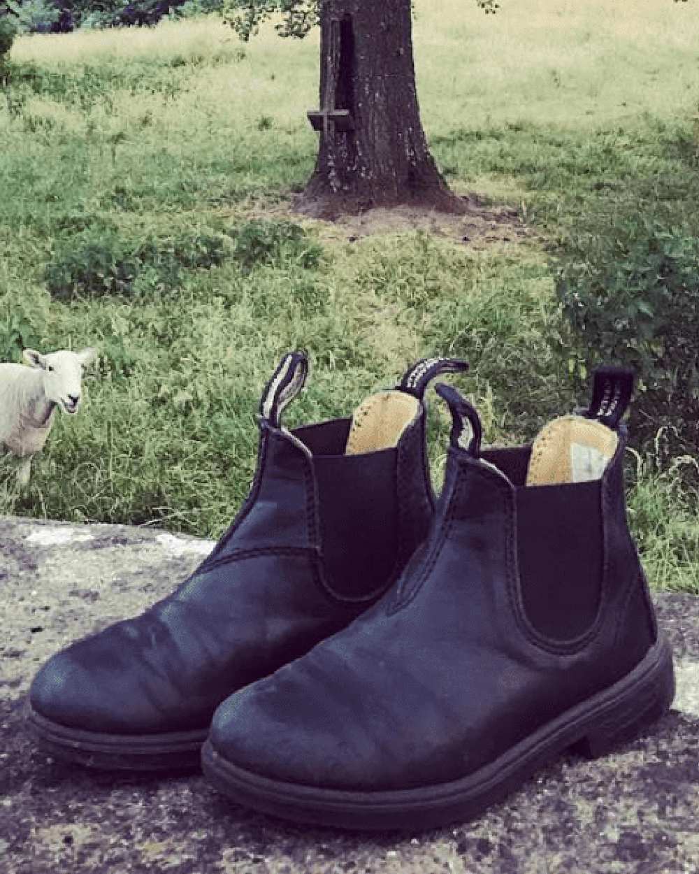 Blundstone Childrens 531 Black Chelsea Boots - Image 5