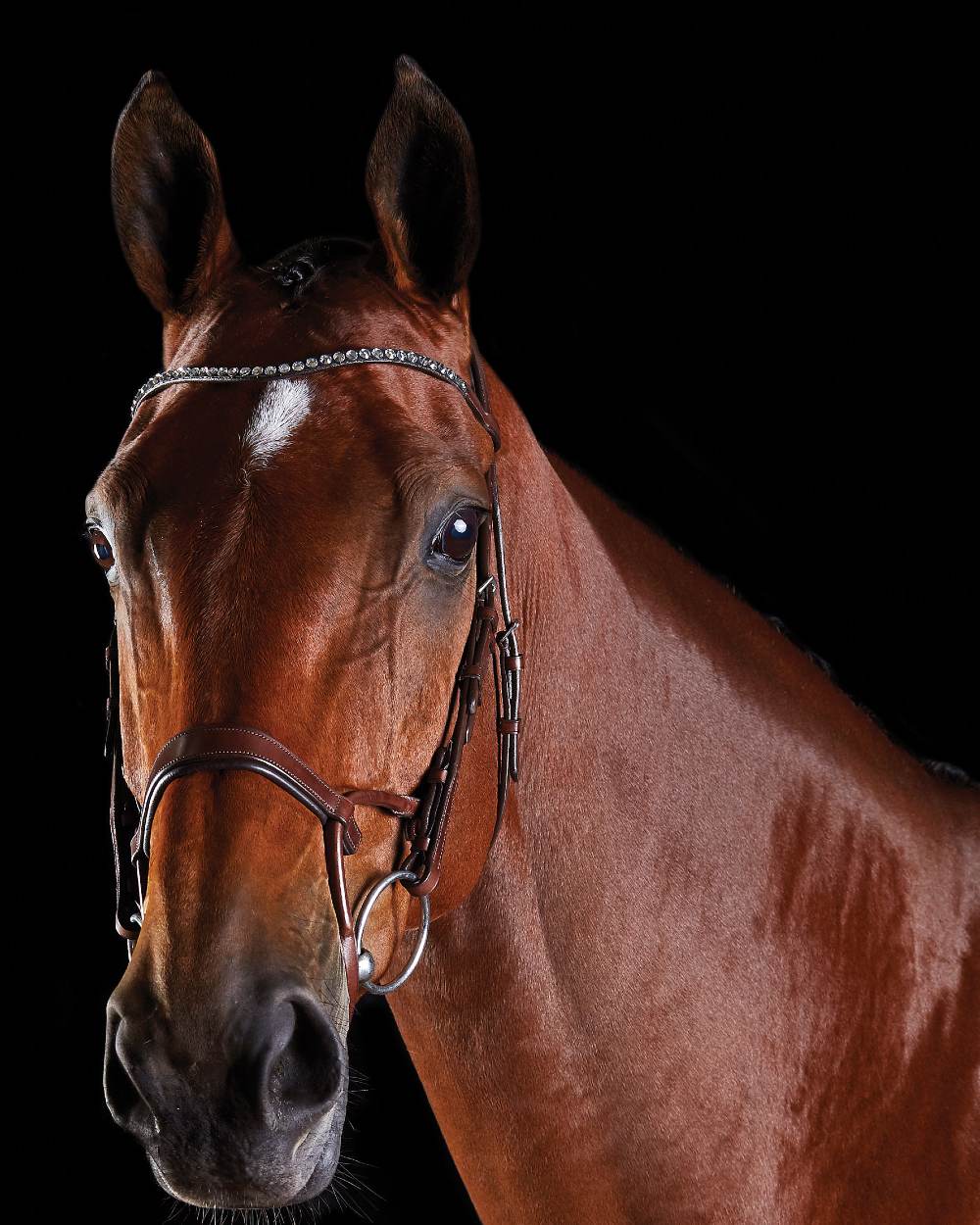Collegiate Comfitec Crystal Bridle - Image 3
