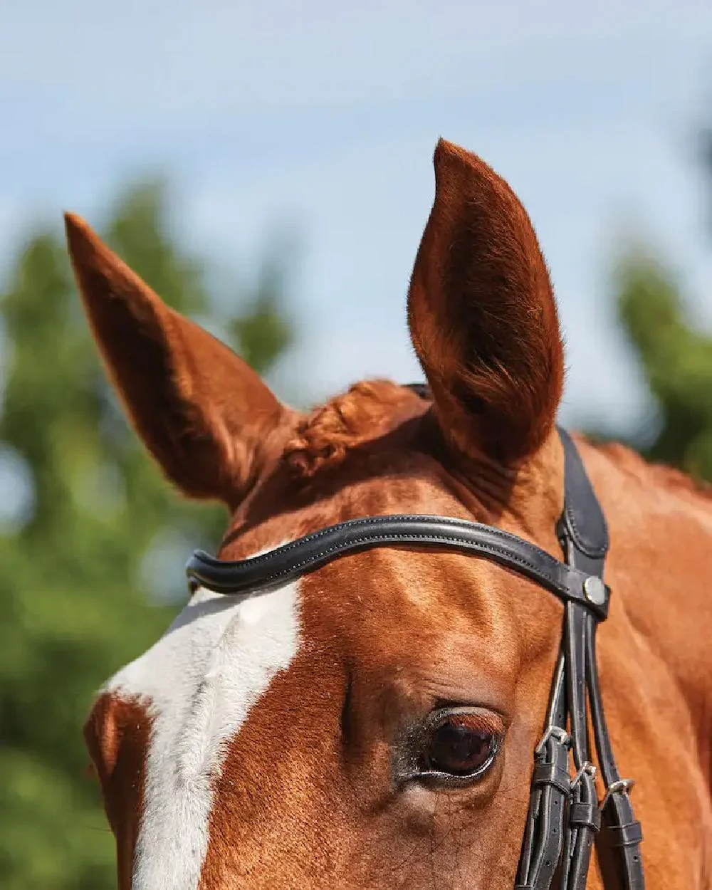 Collegiate Comfitec Grackle Bridle - Image 5