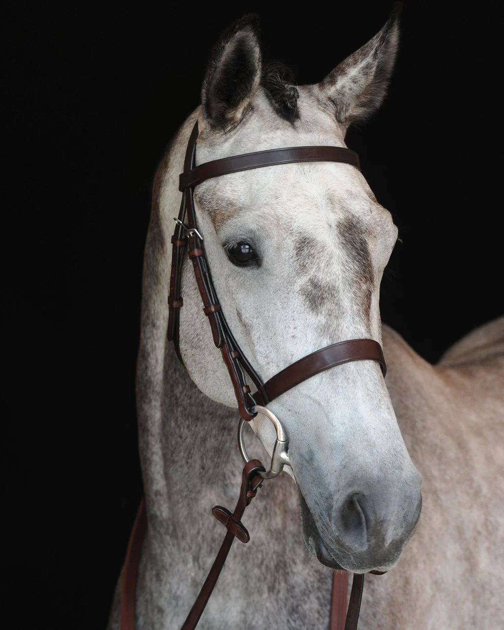 Collegiate Hunt Cavesson Bridle IV - Image 2
