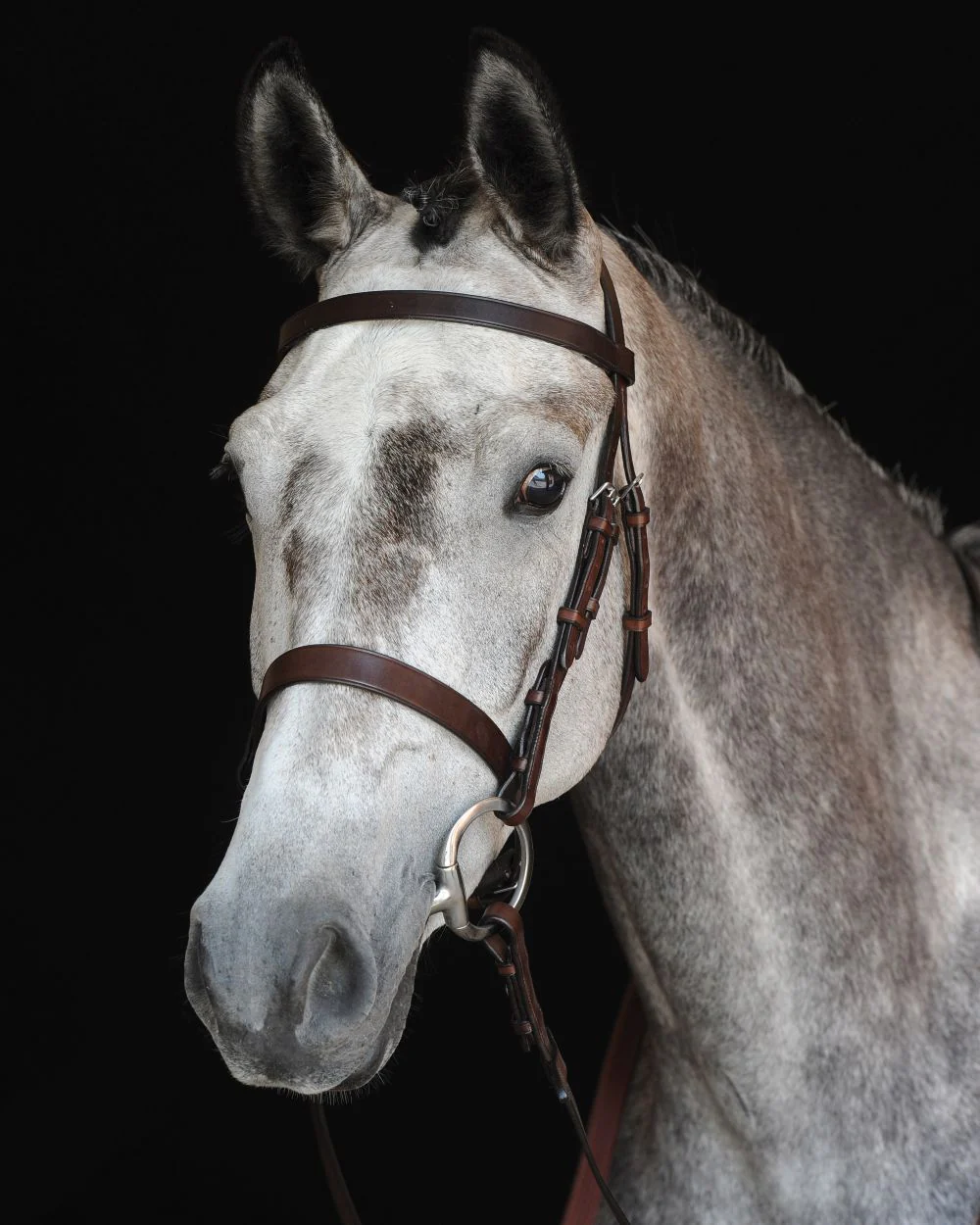 Collegiate Hunt Cavesson Bridle IV - Image 3