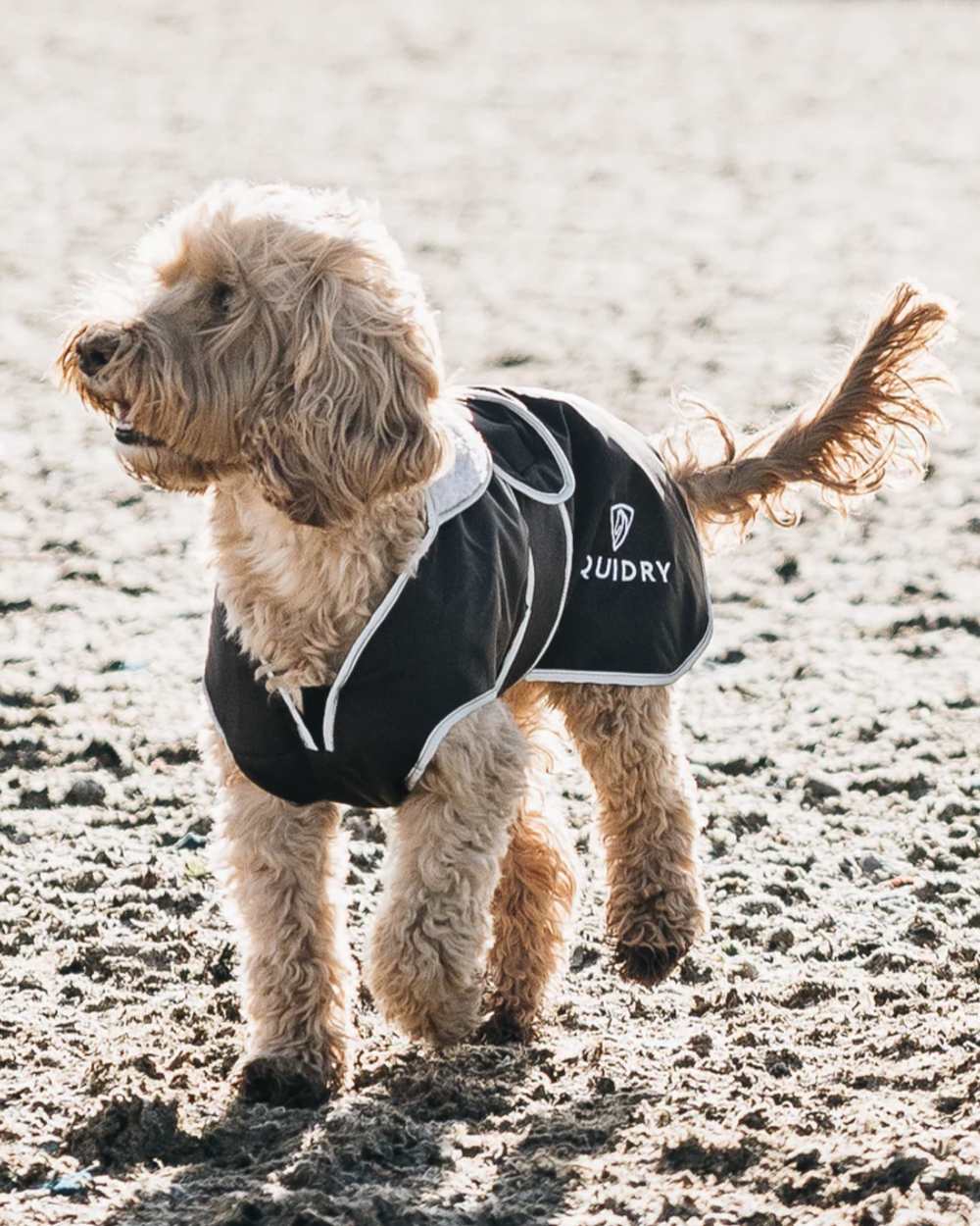 Equidry Waterproof Dog Coat - Image 2
