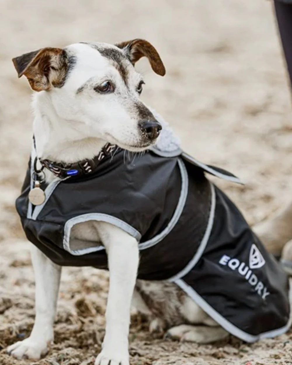 Equidry Waterproof Dog Coat - Image 5
