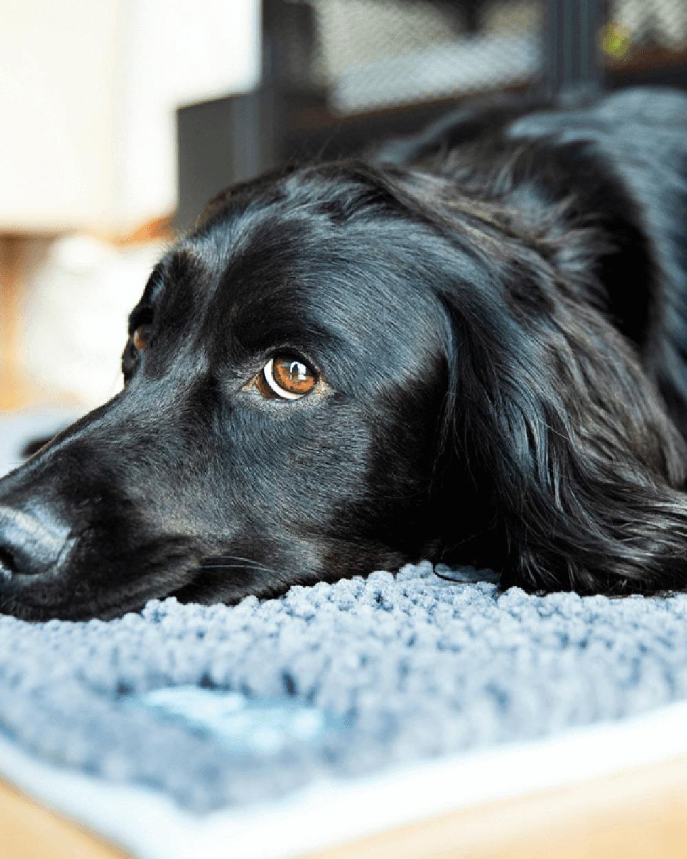 Henry Wag Microfibre Noodle Pet Mat - Image 3
