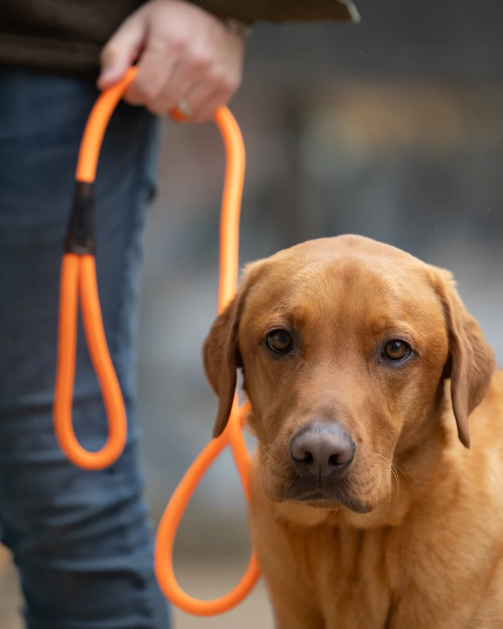 Jack Pyke Dog Slip Lead - Image 2