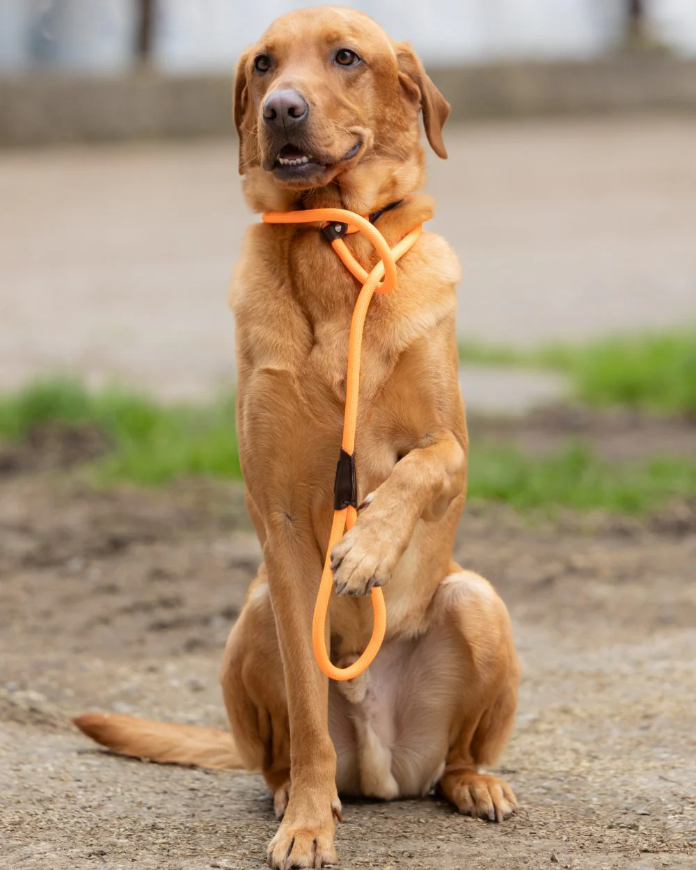 Jack Pyke Dog Slip Lead - Image 4