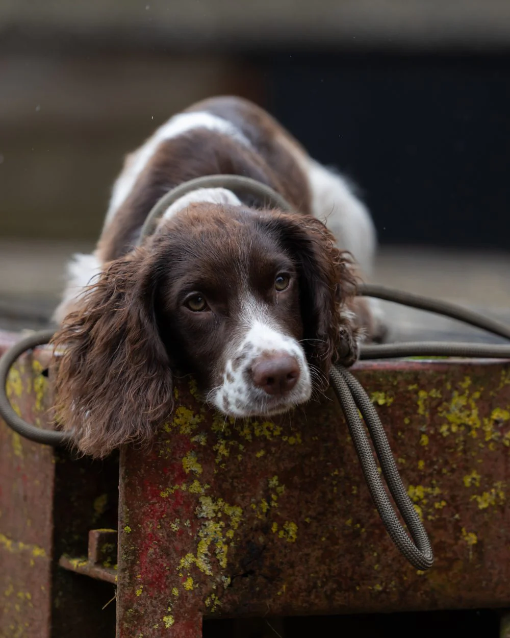 Jack Pyke Dog Slip Lead - Image 9