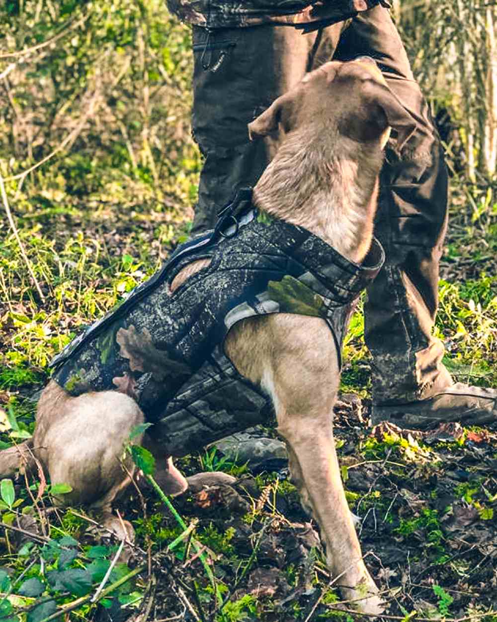 Jack Pyke GEN2 Technical Neoprene Dog Vest - Image 2