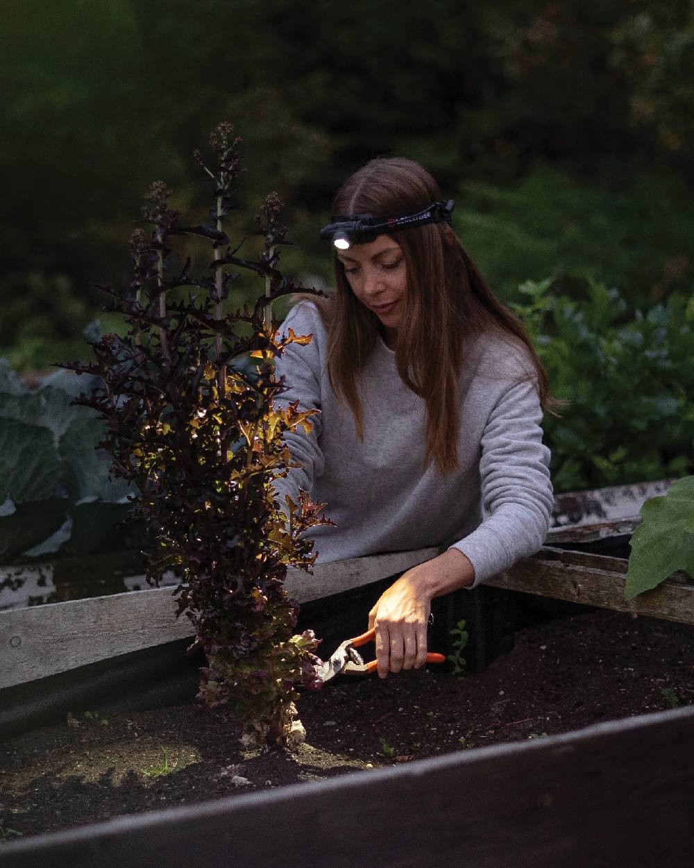 Led Lenser H5R Core Head Torch - Image 2