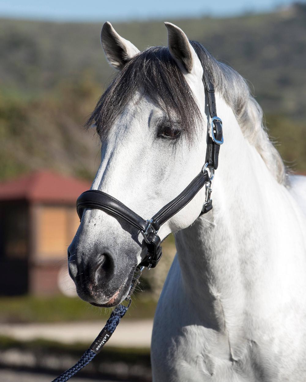 LeMieux Anatomic Headcollar - Image 3