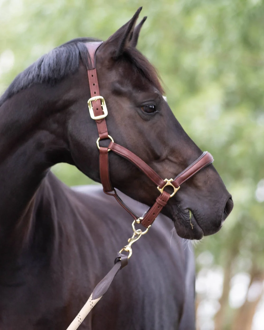 LeMieux Anatomic Headcollar - Image 5