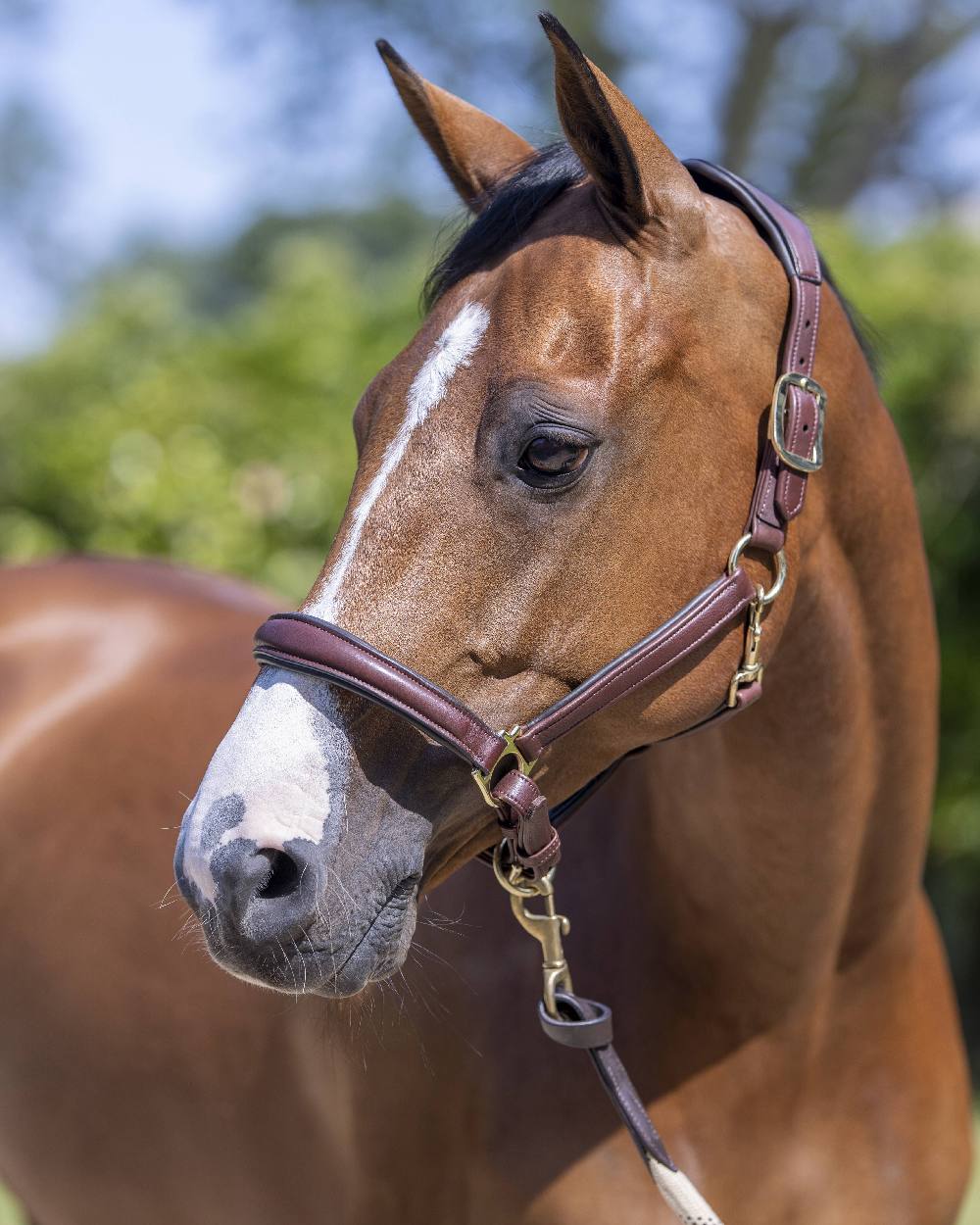 LeMieux Anatomic Headcollar - Image 6