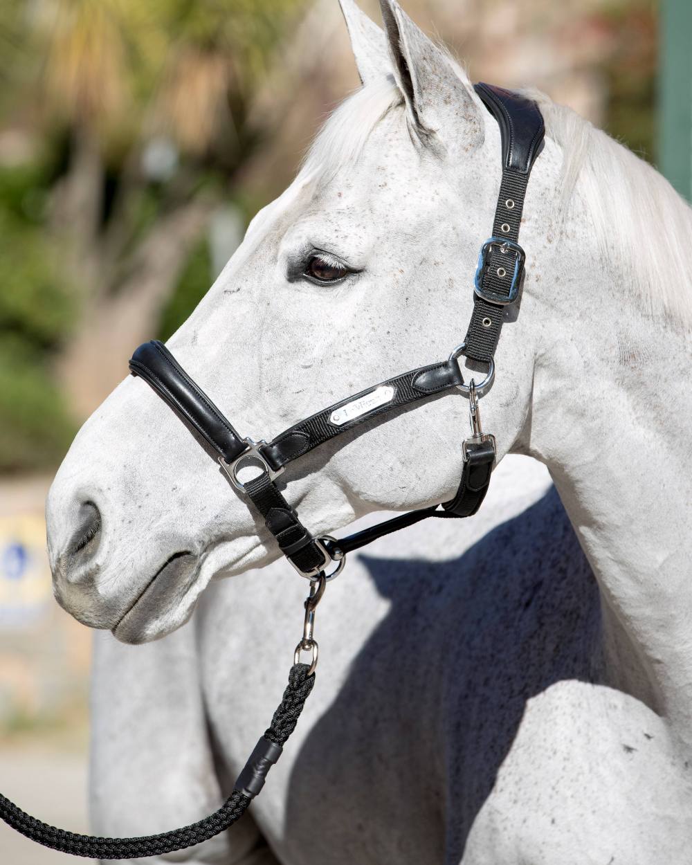 LeMieux Capella Headcollar - Image 3