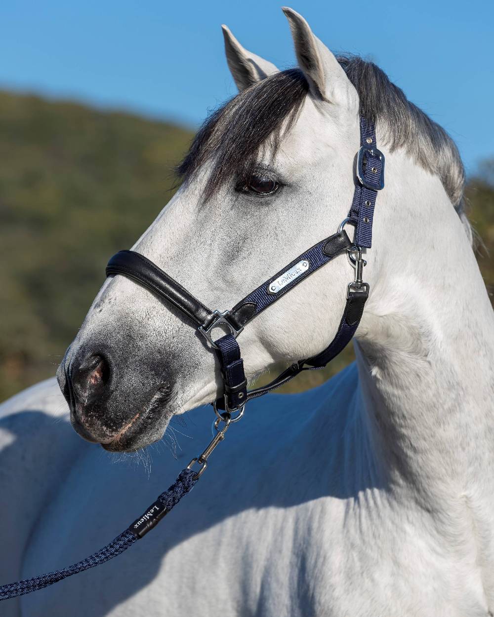 LeMieux Capella Headcollar - Image 5