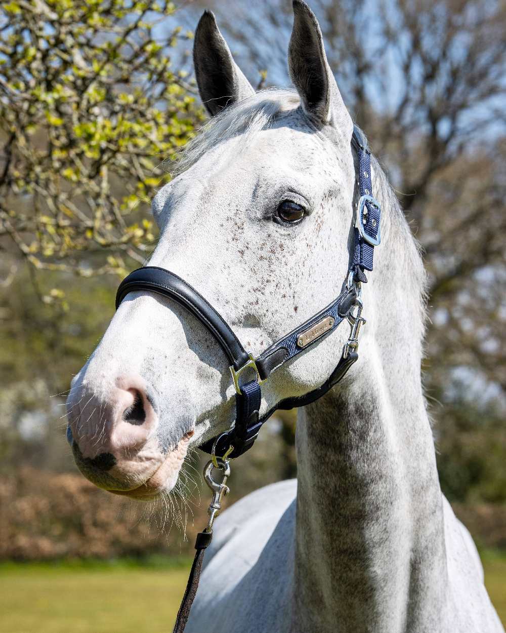 LeMieux Capella Headcollar - Image 6