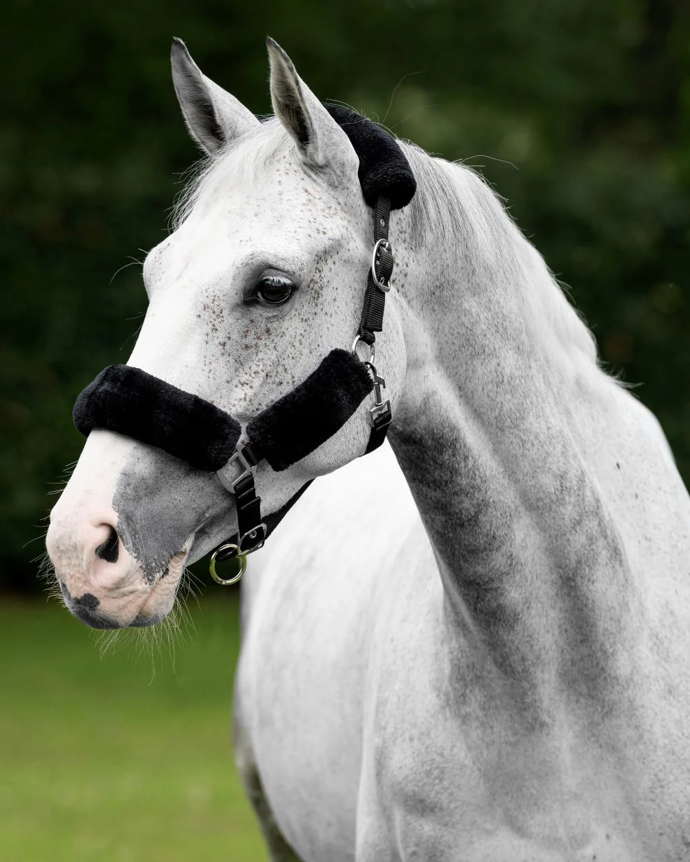LeMieux Comfort Headcollar - Image 12