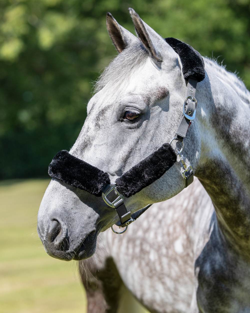 LeMieux Comfort Headcollar - Image 18