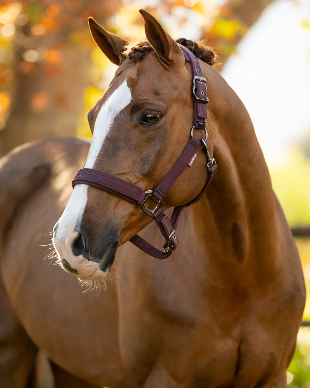 LeMieux Essence Headcollar - Image 2