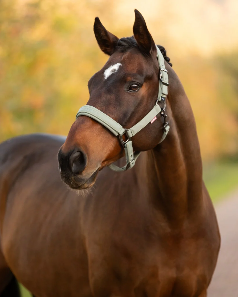 LeMieux Essence Headcollar - Image 6