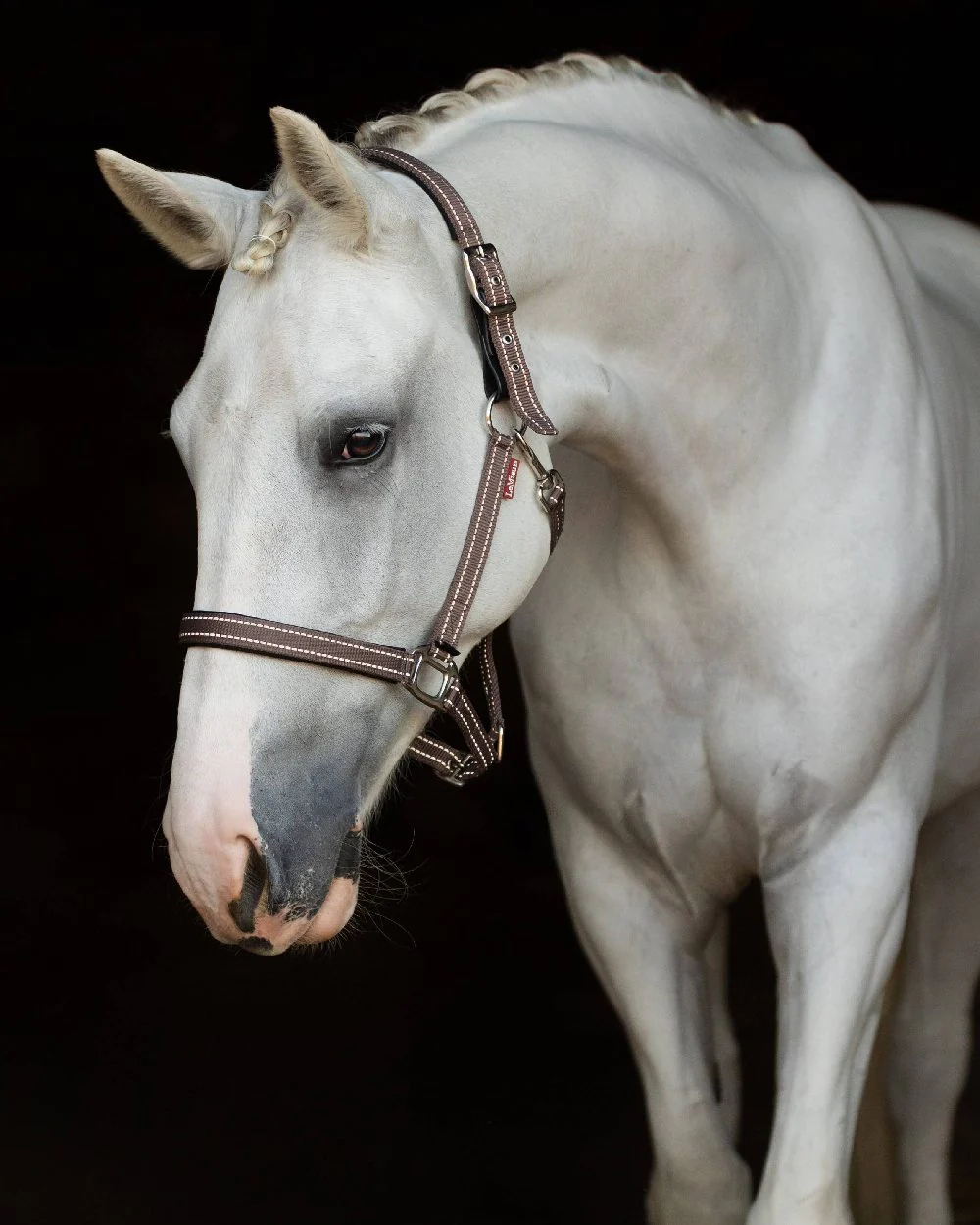 LeMieux Essential Yard Headcollar - Image 10