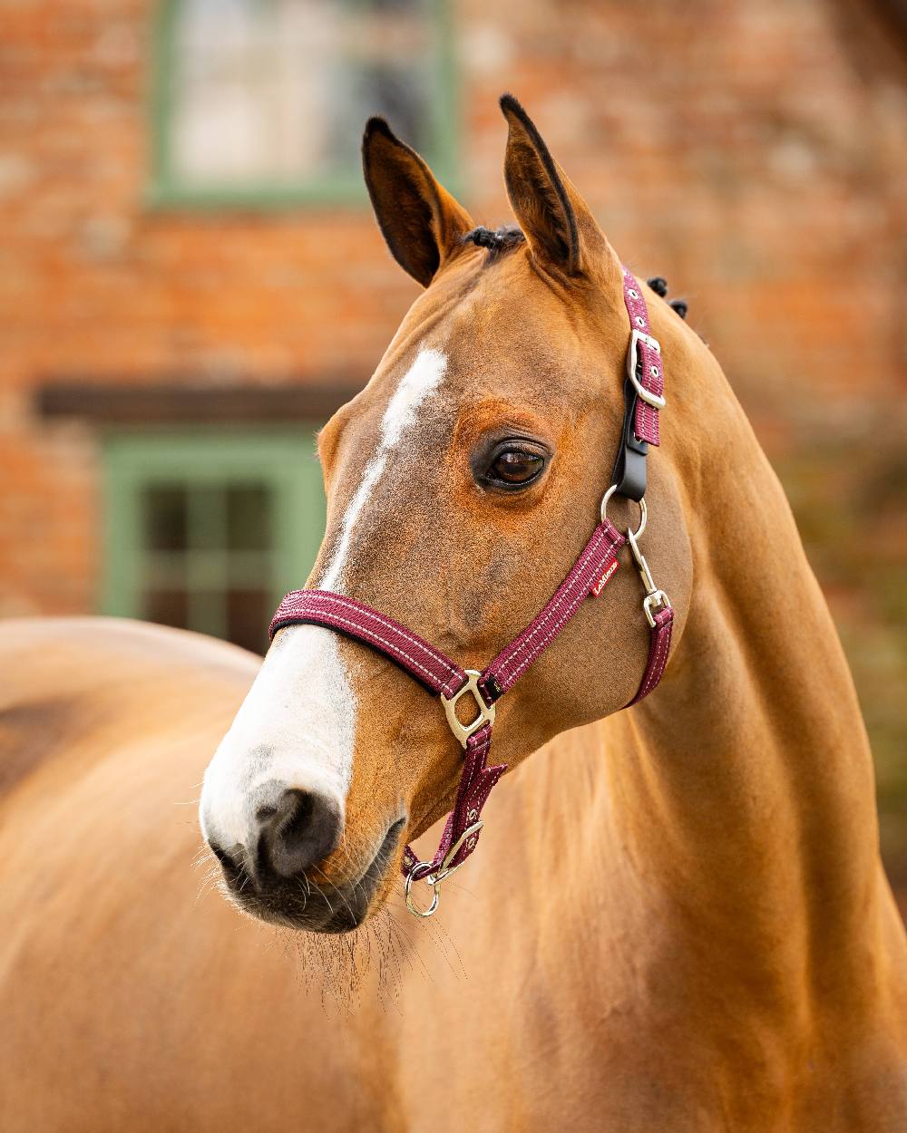 LeMieux Essential Yard Headcollar - Image 4