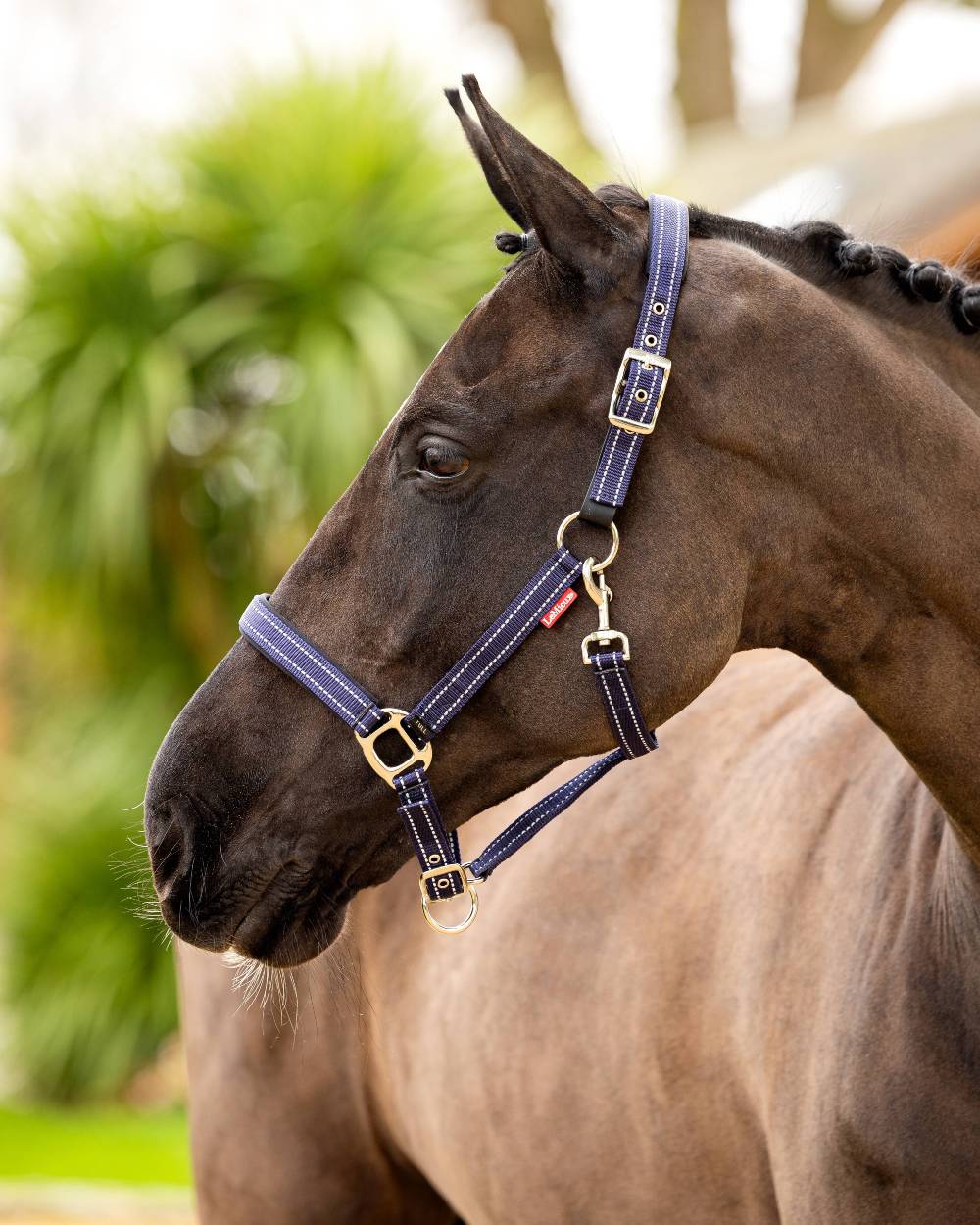 LeMieux Essential Yard Headcollar - Image 6