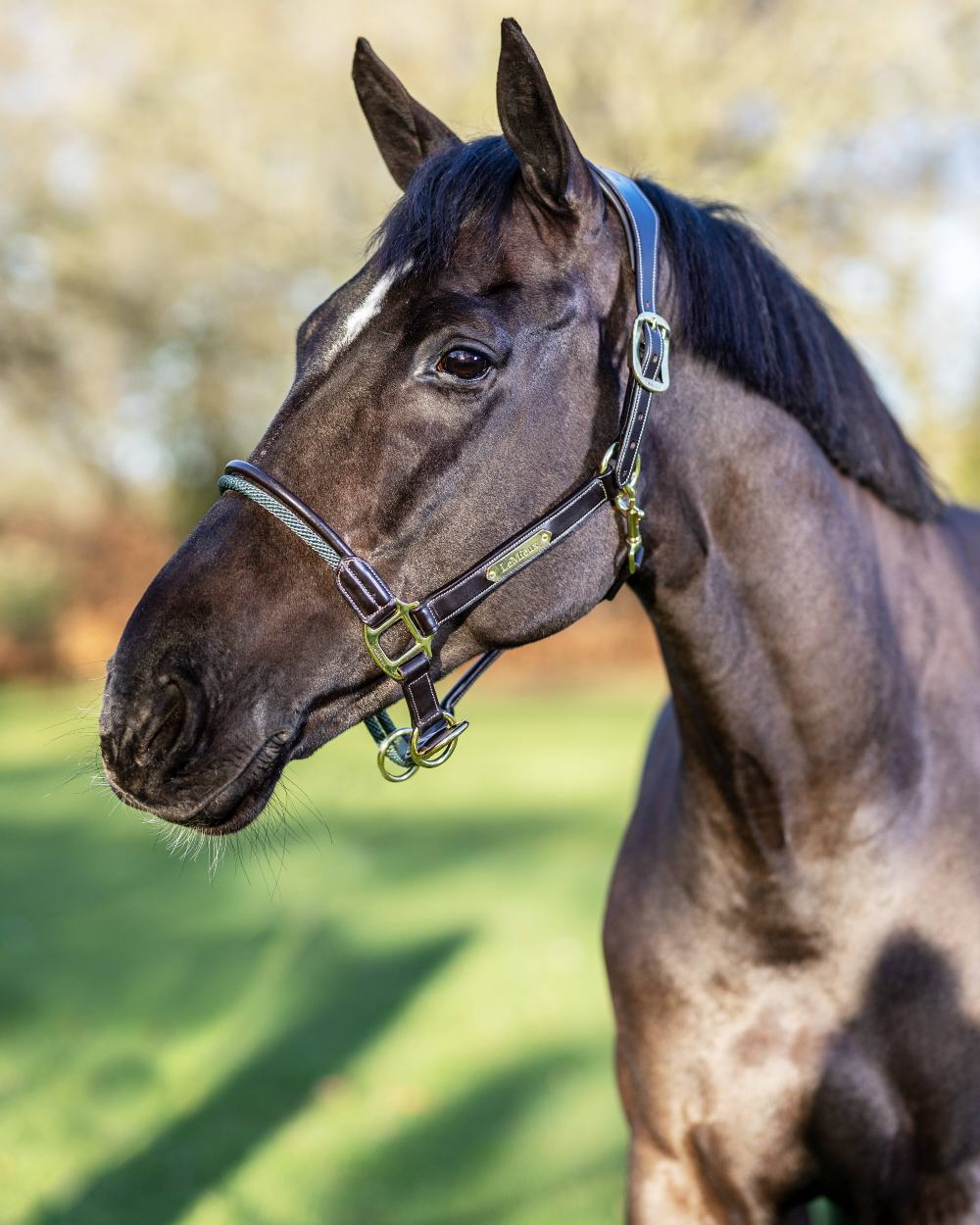 LeMieux Rope Control Headcollar - Image 4