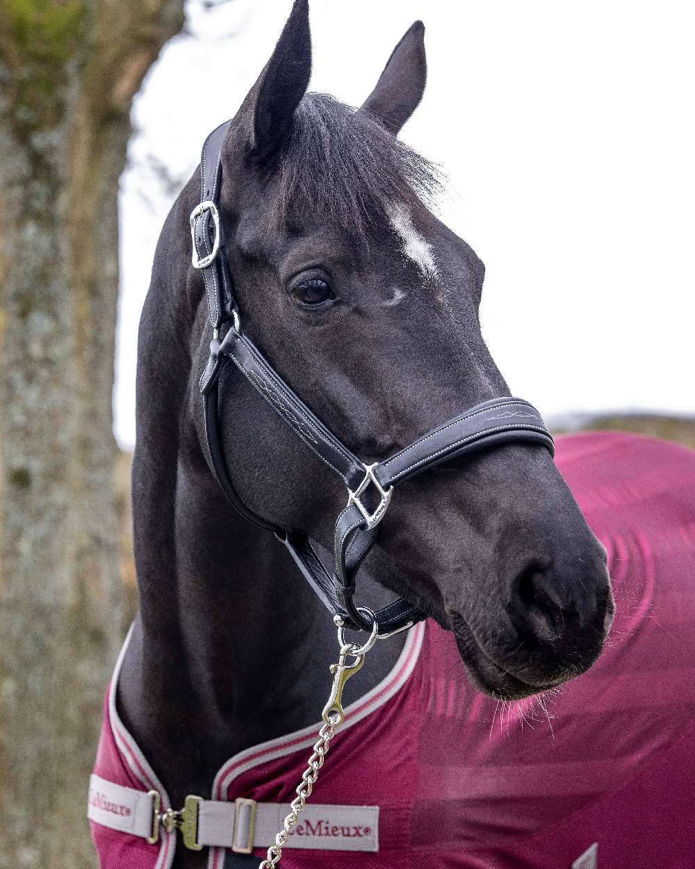 LeMieux Stitched Leather Headcollar - Image 4