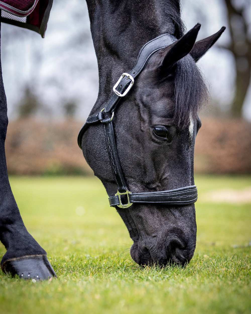 LeMieux Stitched Leather Headcollar - Image 5