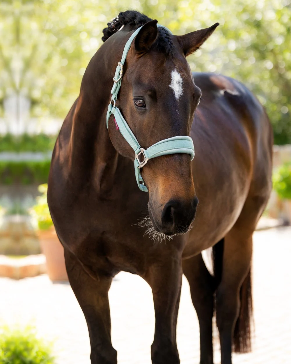 LeMieux Versailles Headcollar - Image 3