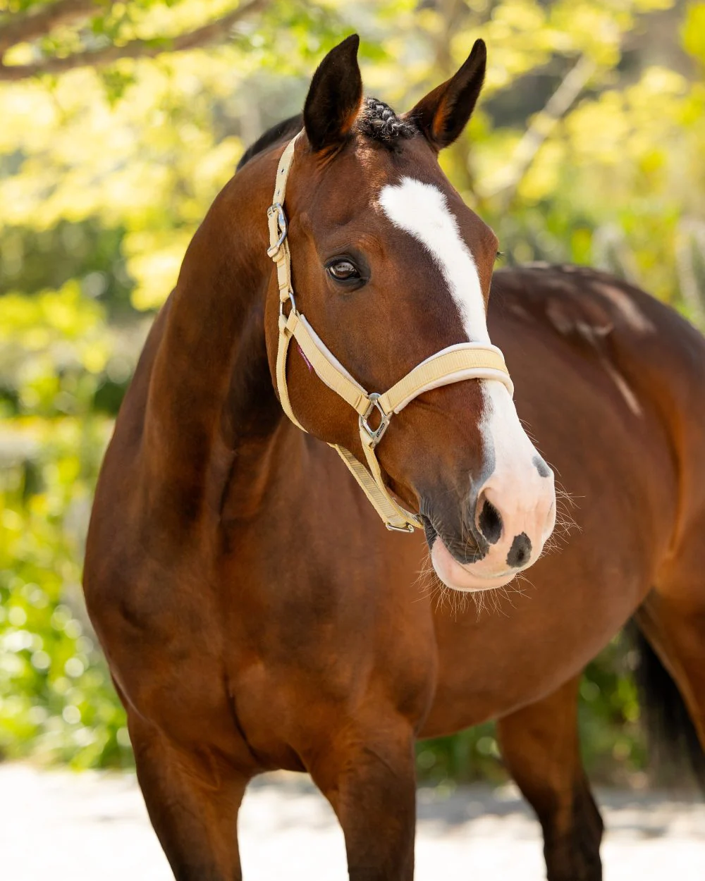 LeMieux Versailles Headcollar - Image 5