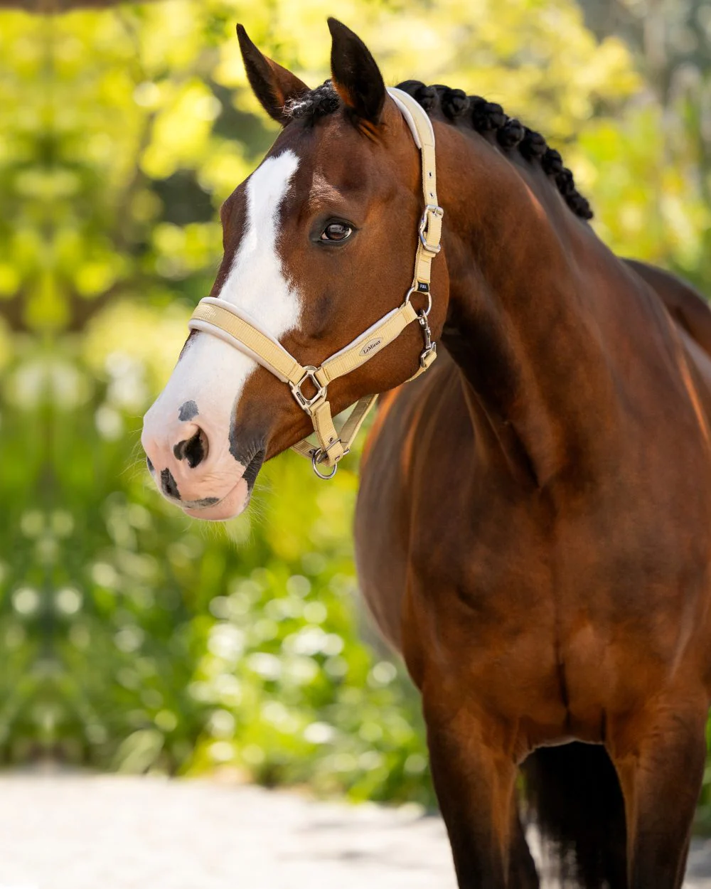 LeMieux Versailles Headcollar - Image 6