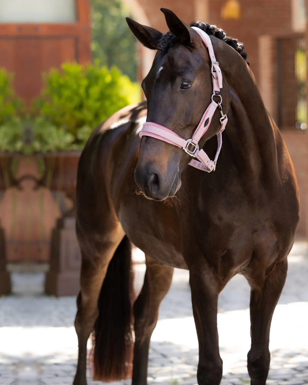 LeMieux Versailles Headcollar Clearance - Image 3