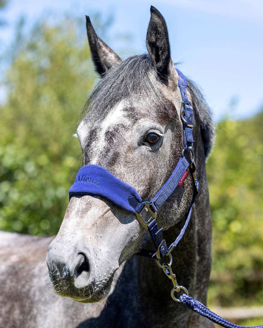 LeMieux Vogue Headcollar & Leadrope - Image 12