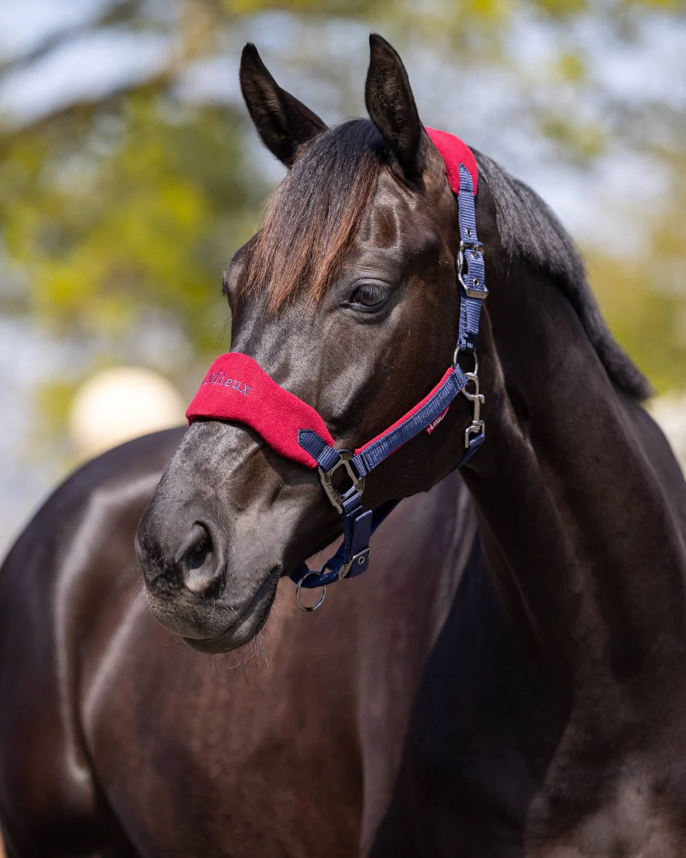 LeMieux Vogue Headcollar & Leadrope - Image 14