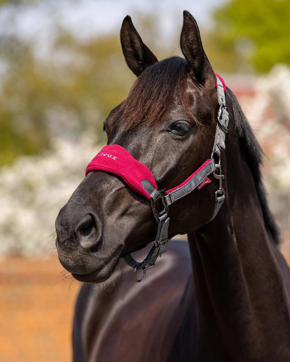 LeMieux Vogue Headcollar & Leadrope - Image 16