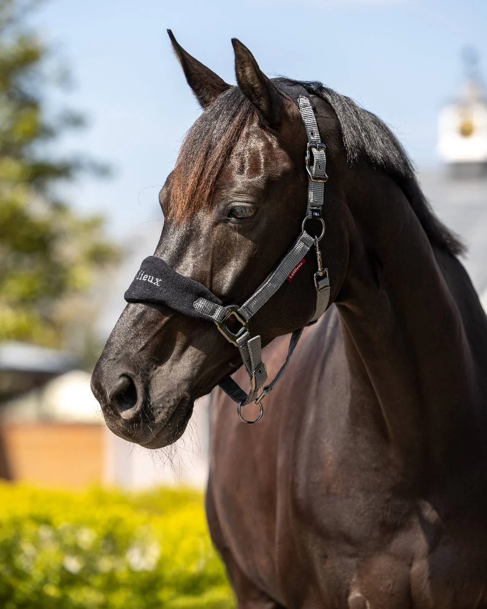 LeMieux Vogue Headcollar & Leadrope - Image 2