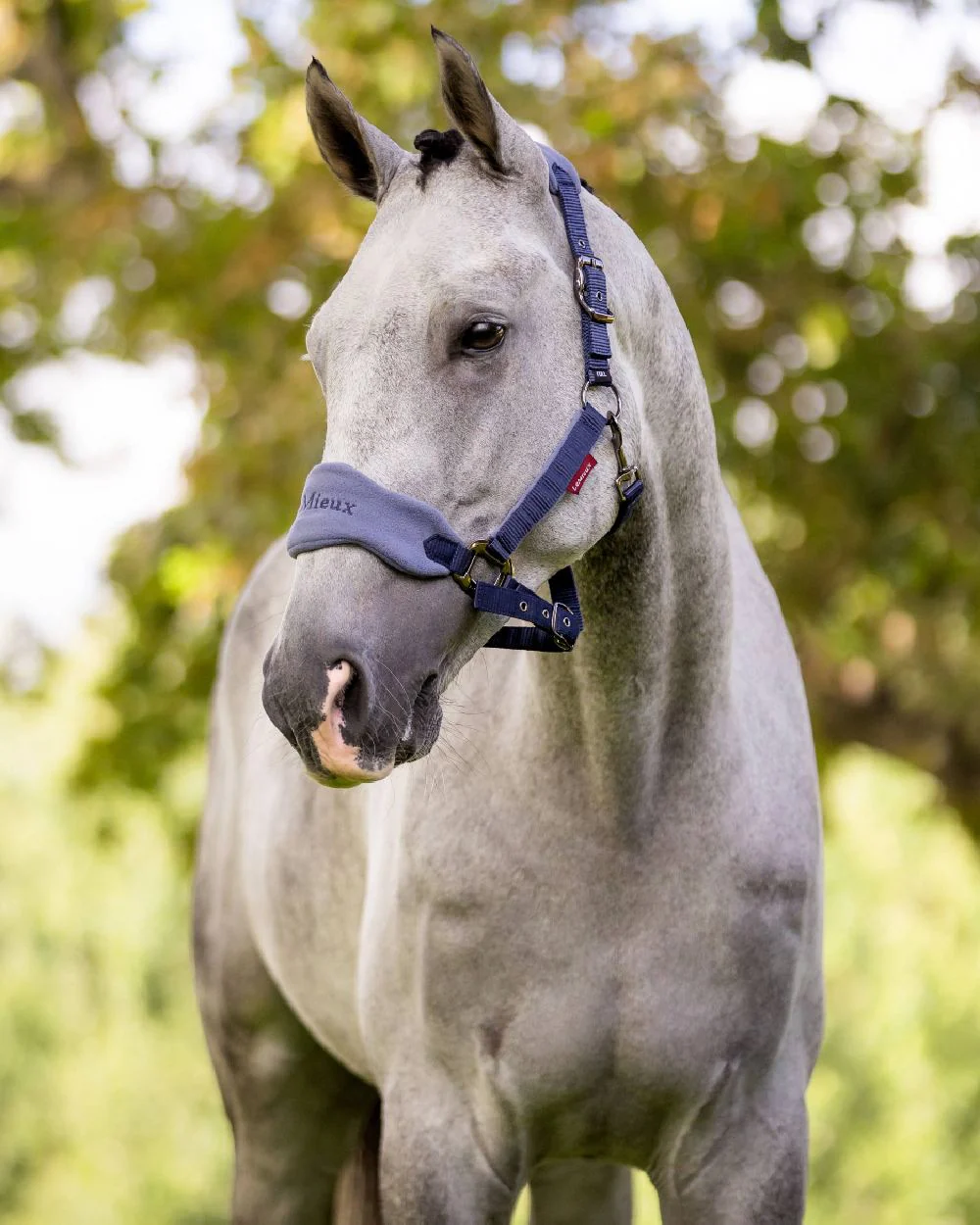 LeMieux Vogue Headcollar & Leadrope - Image 25