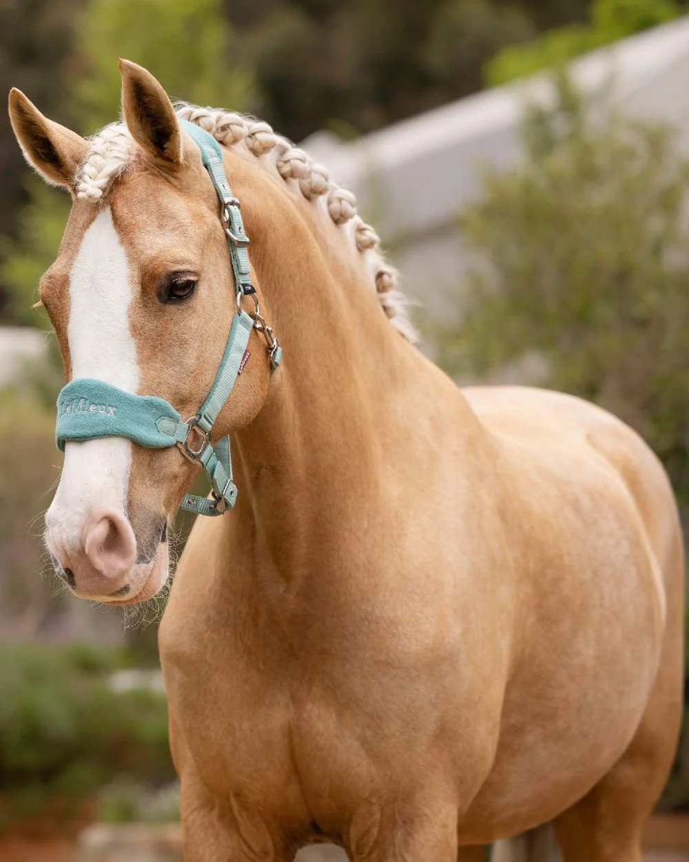 LeMieux Vogue Headcollar & Leadrope - Image 48