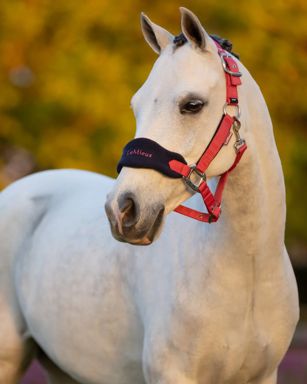 LeMieux Vogue Headcollar & Leadrope - Image 55