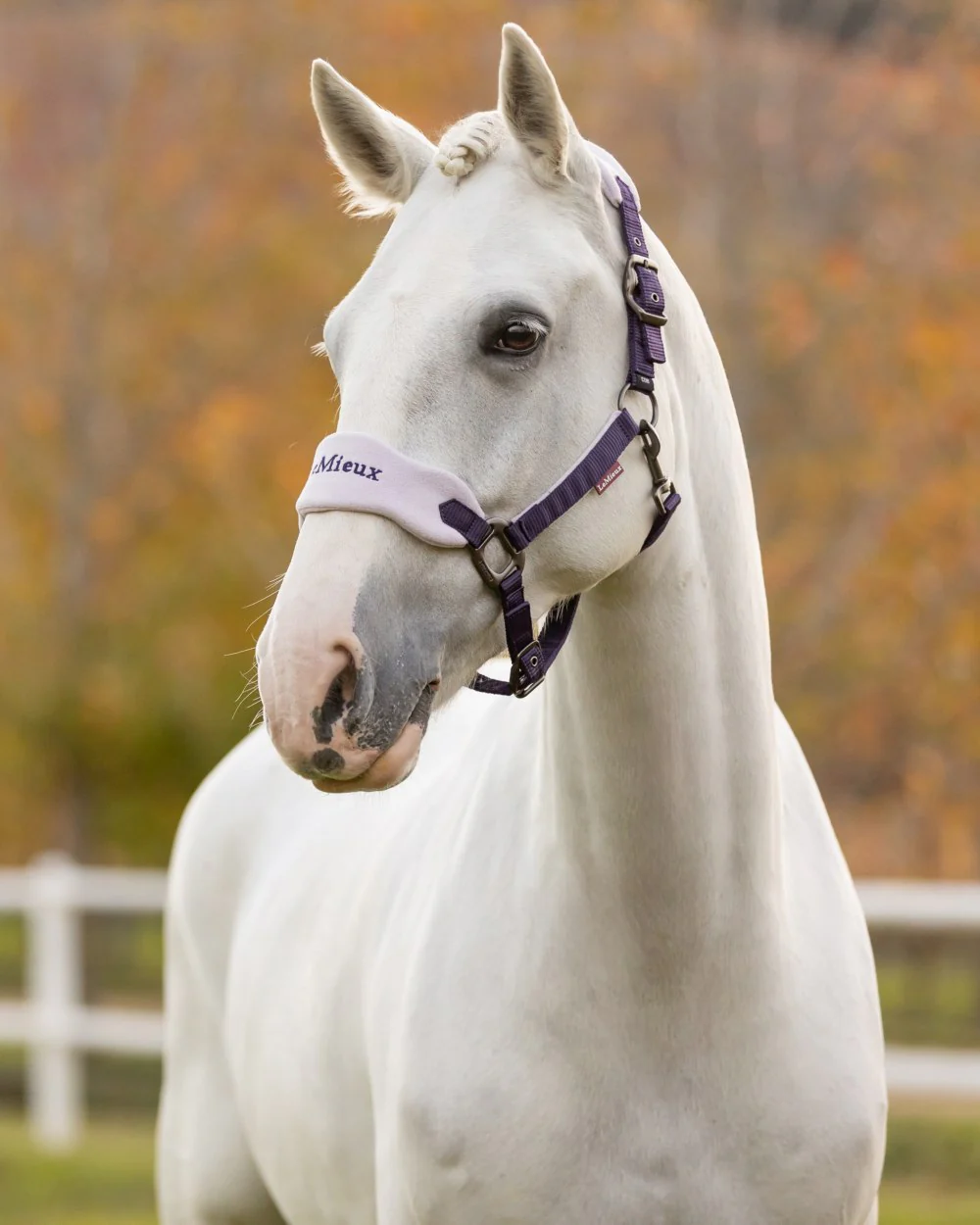 LeMieux Vogue Headcollar & Leadrope - Image 62