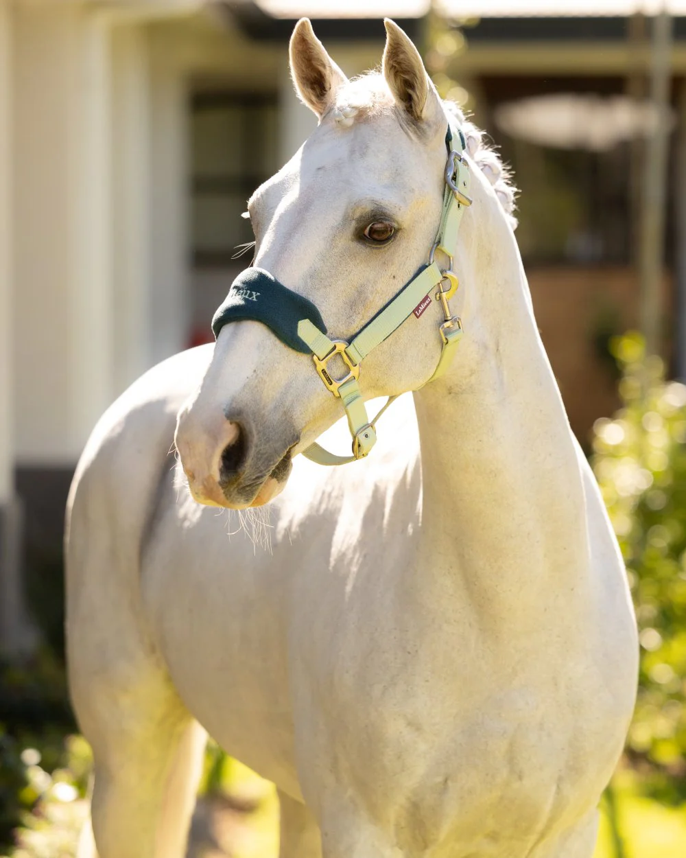 LeMieux Vogue Headcollar & Leadrope - Image 68