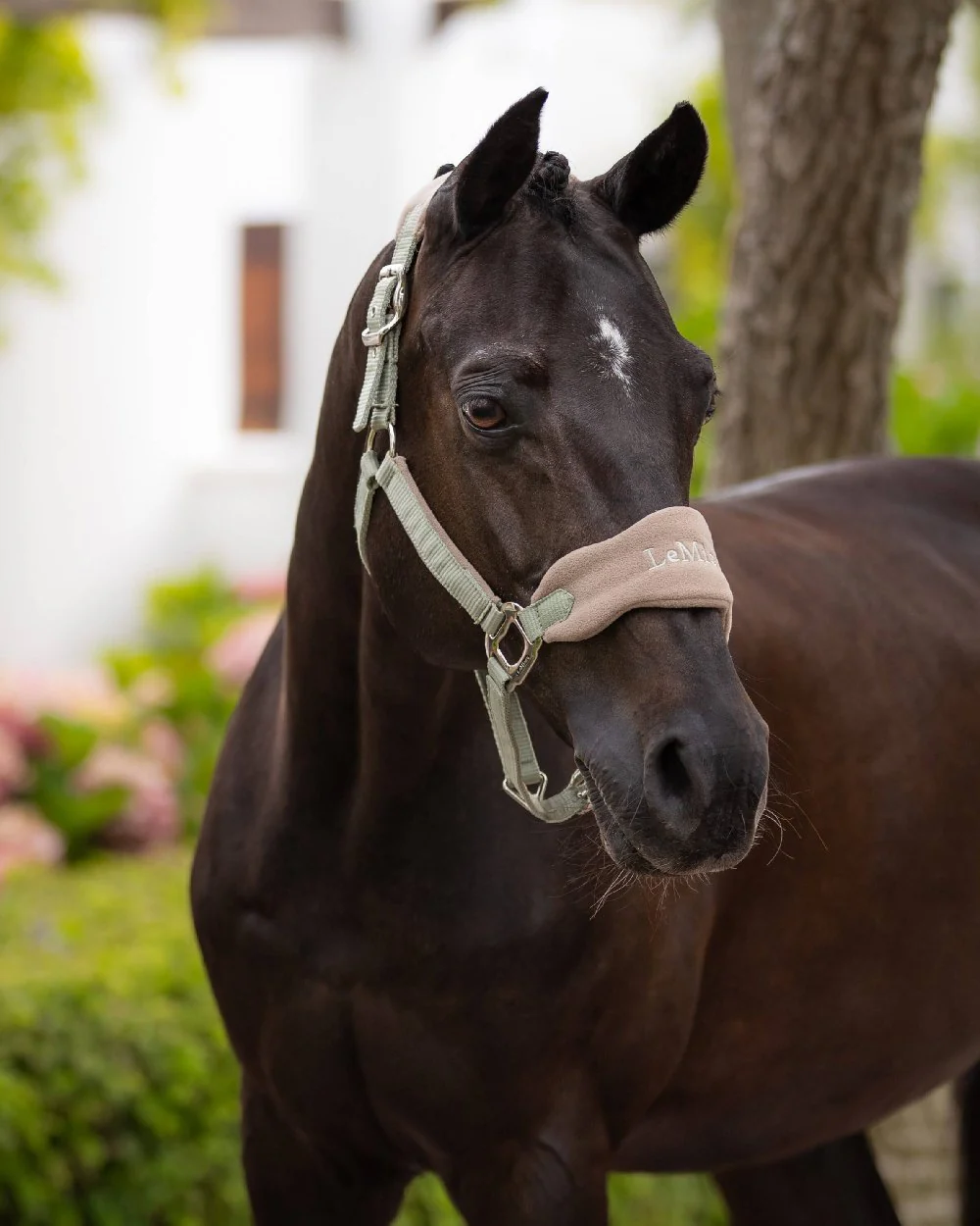 LeMieux Vogue Headcollar & Leadrope - Image 9